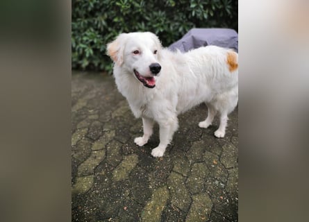 DALILA - Traumhund auf PS in Niedersachsen