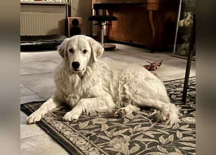 DALILA - auf PS in Niedersachsen