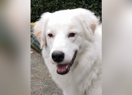 DALILA - Traumhund auf PS in Niedersachsen