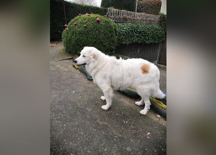 DALILA - Traumhund auf PS in Niedersachsen