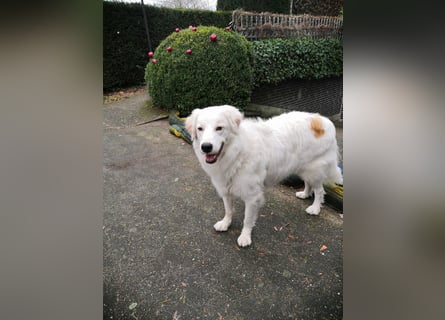 DALILA - Traumhund auf PS in Niedersachsen