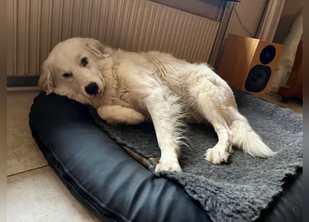 DALILA - auf PS in Niedersachsen