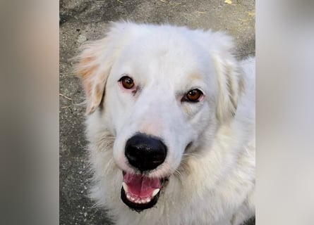 DALILA - auf PS in Niedersachsen