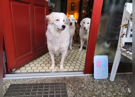 DALILA - Traumhund auf PS in Niedersachsen