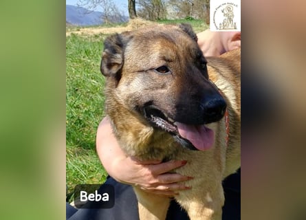 Beba – für Menschen, die das Echte suchen!