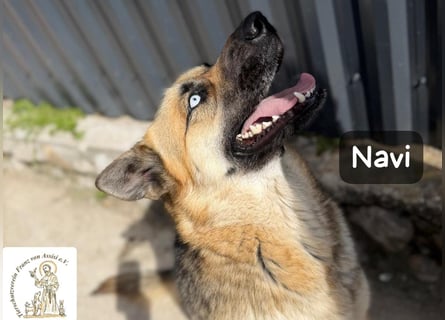 Navi – stark, sensibel, besonders – sucht ihr Gegenstück!