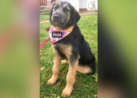 Nola – ist bereit, wenn du es bist!