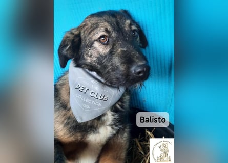 Balisto – vorsichtig? Ja. Langweilig? Ganz sicher nicht!