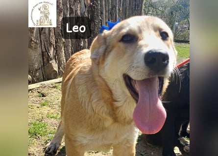 Leo – der kleine Beobachter mit großen Plänen!