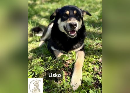 Usko – der, der lernen möchte, wie Leben wirklich geht!
