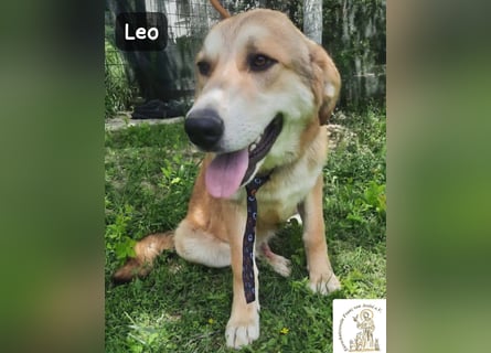 Leo – der kleine Beobachter mit großen Plänen!