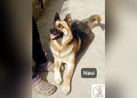 Navi – stark, sensibel, besonders – sucht ihr Gegenstück!