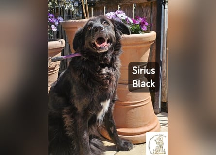Sirius Black – Vier Pfoten, die einfach dazugehören wollen!
