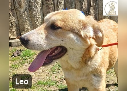 Leo – der kleine Beobachter mit großen Plänen!