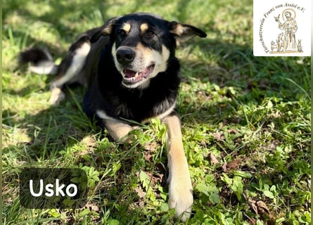 Usko – der, der lernen möchte, wie Leben wirklich geht!