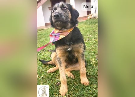 Nola – ist bereit, wenn du es bist!