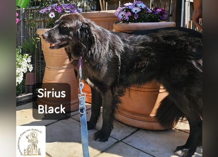 Sirius Black – Vier Pfoten, die einfach dazugehören wollen!