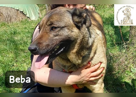 Beba – für Menschen, die das Echte suchen!