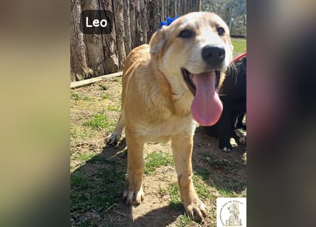 Leo – der kleine Beobachter mit großen Plänen!