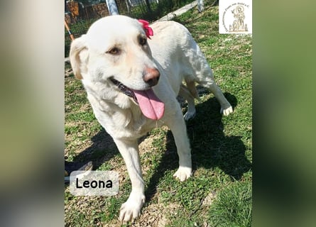 Leona – sanft, stark und bereit für ein neues Kapitel!