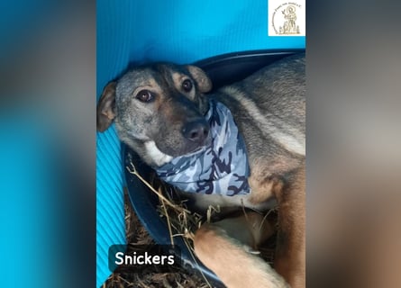 Snickers – leise unterwegs, aber nicht zu unterschätzen!