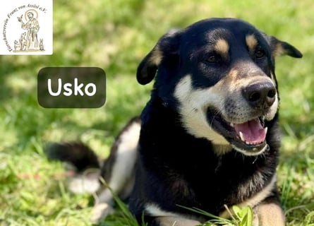 Usko – der, der lernen möchte, wie Leben wirklich geht!