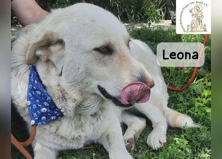 Leona – sanft, stark und bereit für ein neues Kapitel!