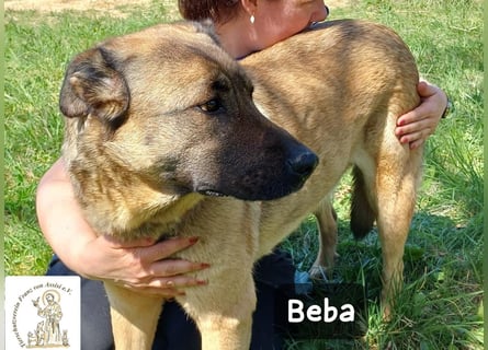 Beba – für Menschen, die das Echte suchen!