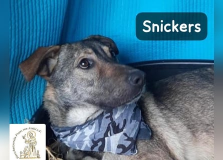 Snickers – leise unterwegs, aber nicht zu unterschätzen!