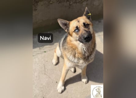 Navi – stark, sensibel, besonders – sucht ihr Gegenstück!