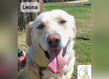 Leona – sanft, stark und bereit für ein neues Kapitel!
