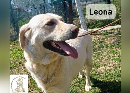 Leona – sanft, stark und bereit für ein neues Kapitel!