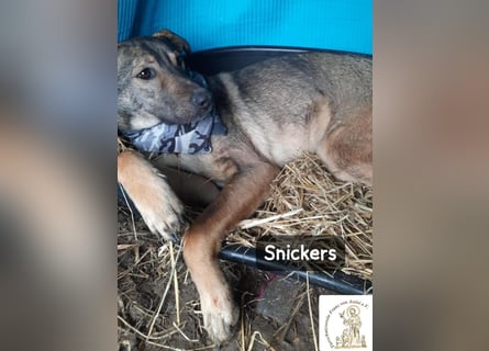 Snickers – leise unterwegs, aber nicht zu unterschätzen!