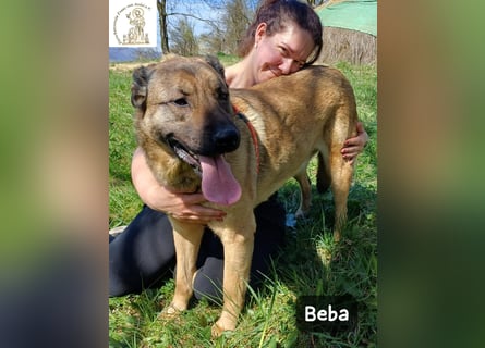 Beba – für Menschen, die das Echte suchen!