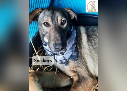 Snickers – leise unterwegs, aber nicht zu unterschätzen!