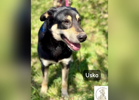 Usko – der, der lernen möchte, wie Leben wirklich geht!
