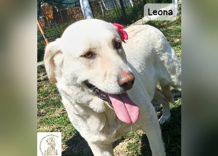 Leona – sanft, stark und bereit für ein neues Kapitel!