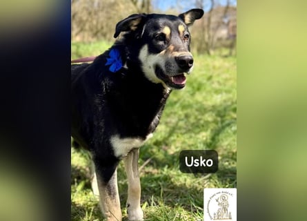Usko – der, der lernen möchte, wie Leben wirklich geht!