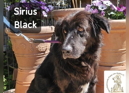 Sirius Black – Vier Pfoten, die einfach dazugehören wollen!