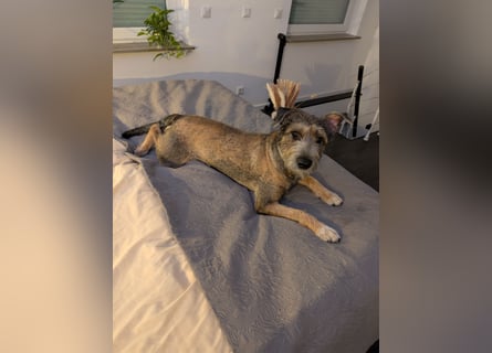 Scotty sucht ein neues Zuhause