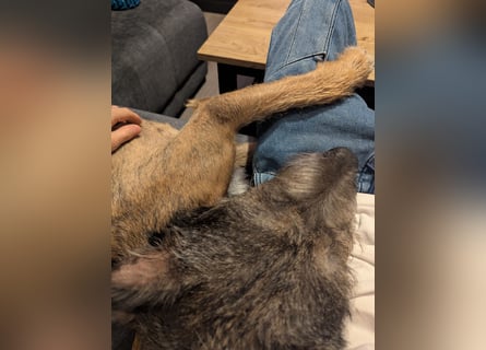 Scotty sucht ein neues Zuhause