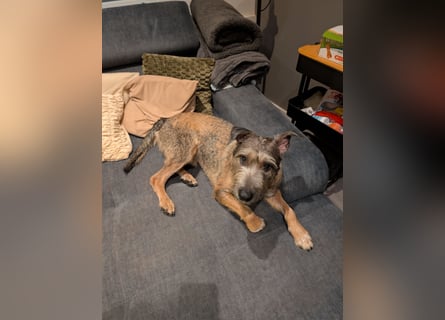 Scotty sucht ein neues Zuhause