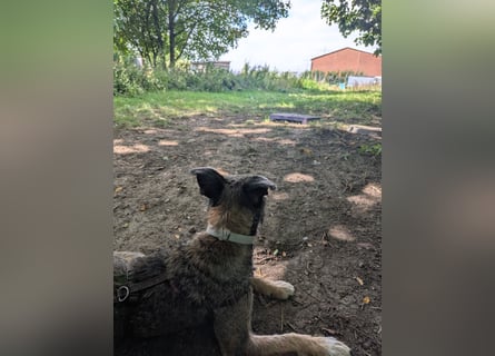 Scotty sucht ein neues Zuhause