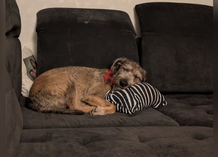 Scotty sucht ein neues Zuhause