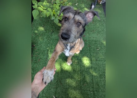 Scotty sucht ein neues Zuhause