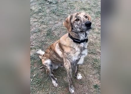 Draghino: es sollte nicht sein