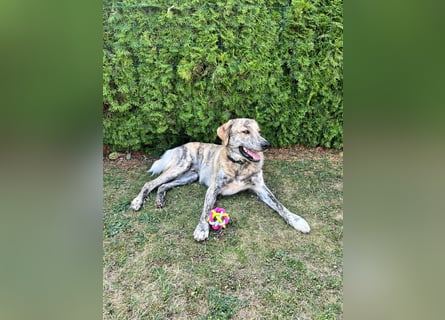 Draghino: es sollte nicht sein