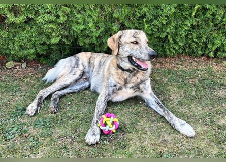 Draghino: es sollte nicht sein