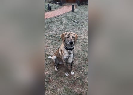 Draghino: es sollte nicht sein