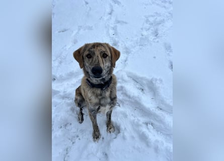 Draghino: es sollte nicht sein